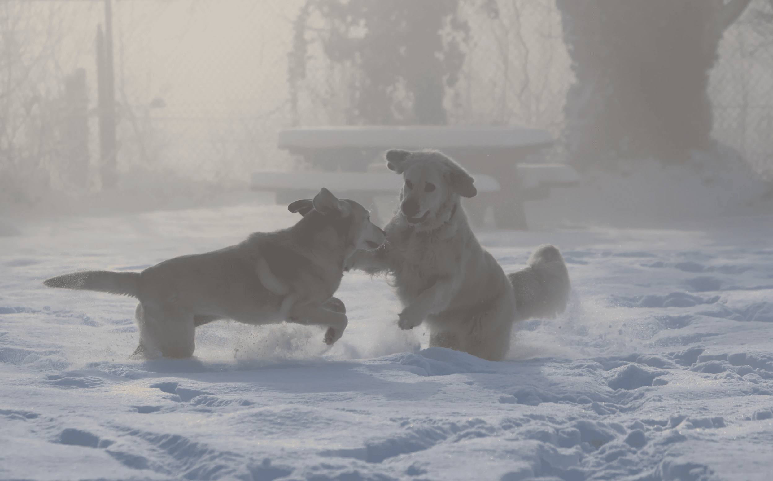 Dierenpension The Animal Farm