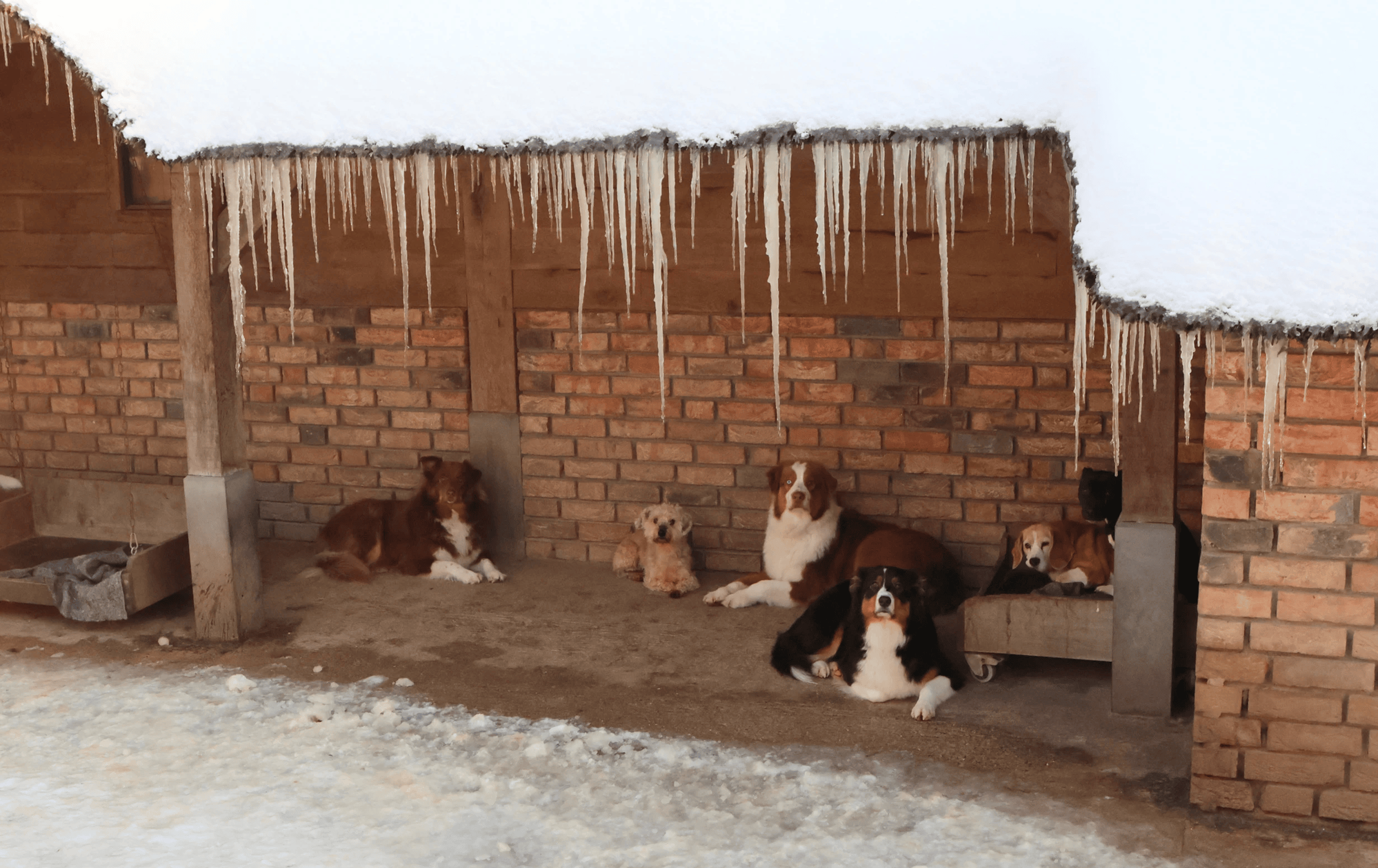 Dierenpension The Animal Farm