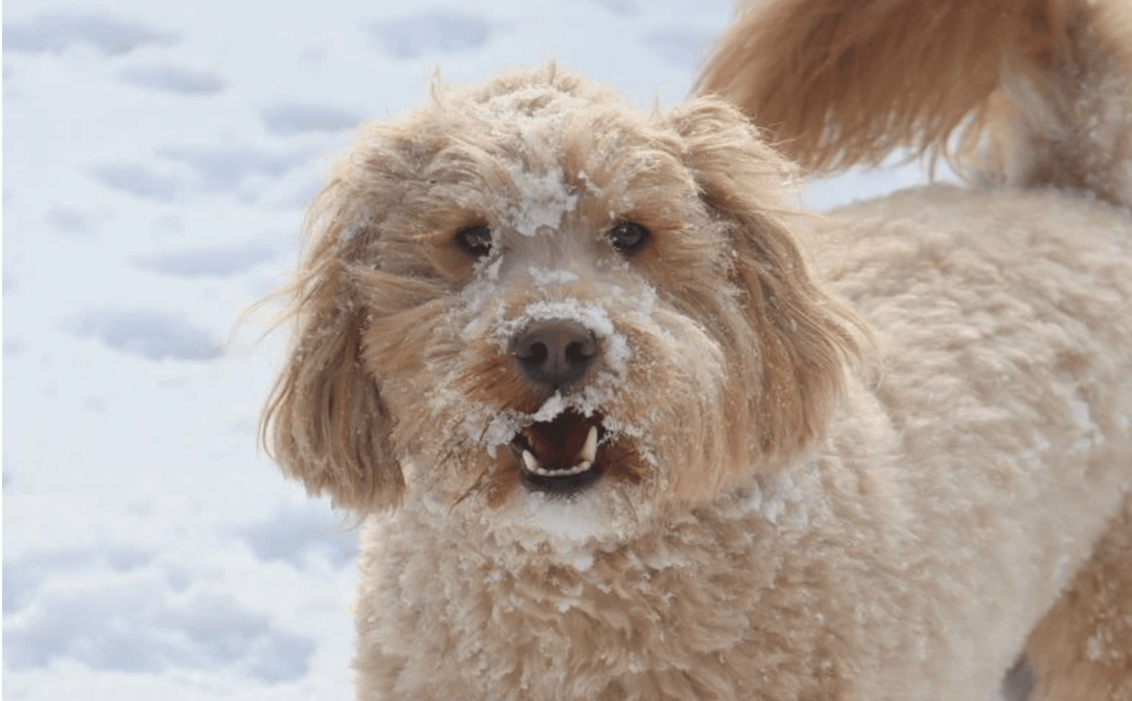 Dierenpension The Animal Farm